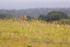 Fox in Meadow 6