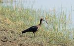 Red-naped Ibis