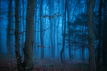 z3210 Misty Dusk Brighstone Forest
