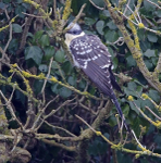 Great Spotted Cuckoo