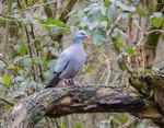 Stock Dove