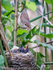 Reed Warbler (Acrocephalus scirpaceus) feeding Common Cuckoo (Cu