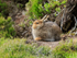 Mountain Hare, Findhorn Valley, Scotland