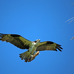 Osprey Arriving at Nest with Fish
