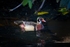 Wood Duck