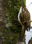 TREECREEPER