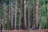 New Forest Tall Trees 03