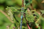 Emperor Dragonfly