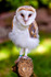 barn owl tyto alba-0143