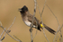 Dark-capped Bulbul calling from a branch in a bush