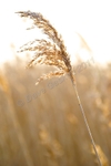 Wild Grasses at Conder Green, DSC_3654
