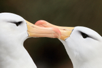 Black-browed Albatrosses greeting each other, West Point Island