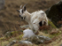 WELSH MOUNTAIN GOATS