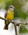 Tropical Kingbird perched in a tree at Leaves and Lizards Retreat