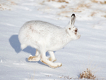 Mountain Hare - Lepus timidus