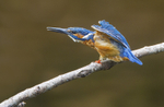 Male Kingfisher