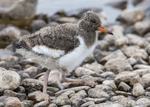 Oystercatcher chick