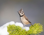 Crested Tit - Lophophanes cristatus