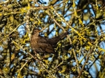 Blackbird