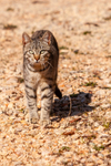 Cat domestic-1752