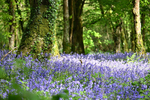 Bluebells near Looe in Cornwall