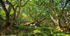 Earth Summer Elan Woods_1147
