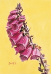 Digitalis Purpureum