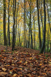 Autumn Beech Leaves
