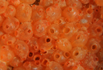 Dendrodoa grossularia