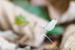 Psyche butterfly