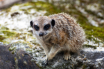 Meerkat - DSC_3515