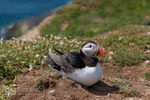 Puffin on Skomer Island