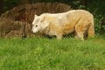 Wolf - Takala roaming (Colchester Zoo)