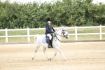 40cm showjumping portfolio