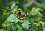 Red Admiral