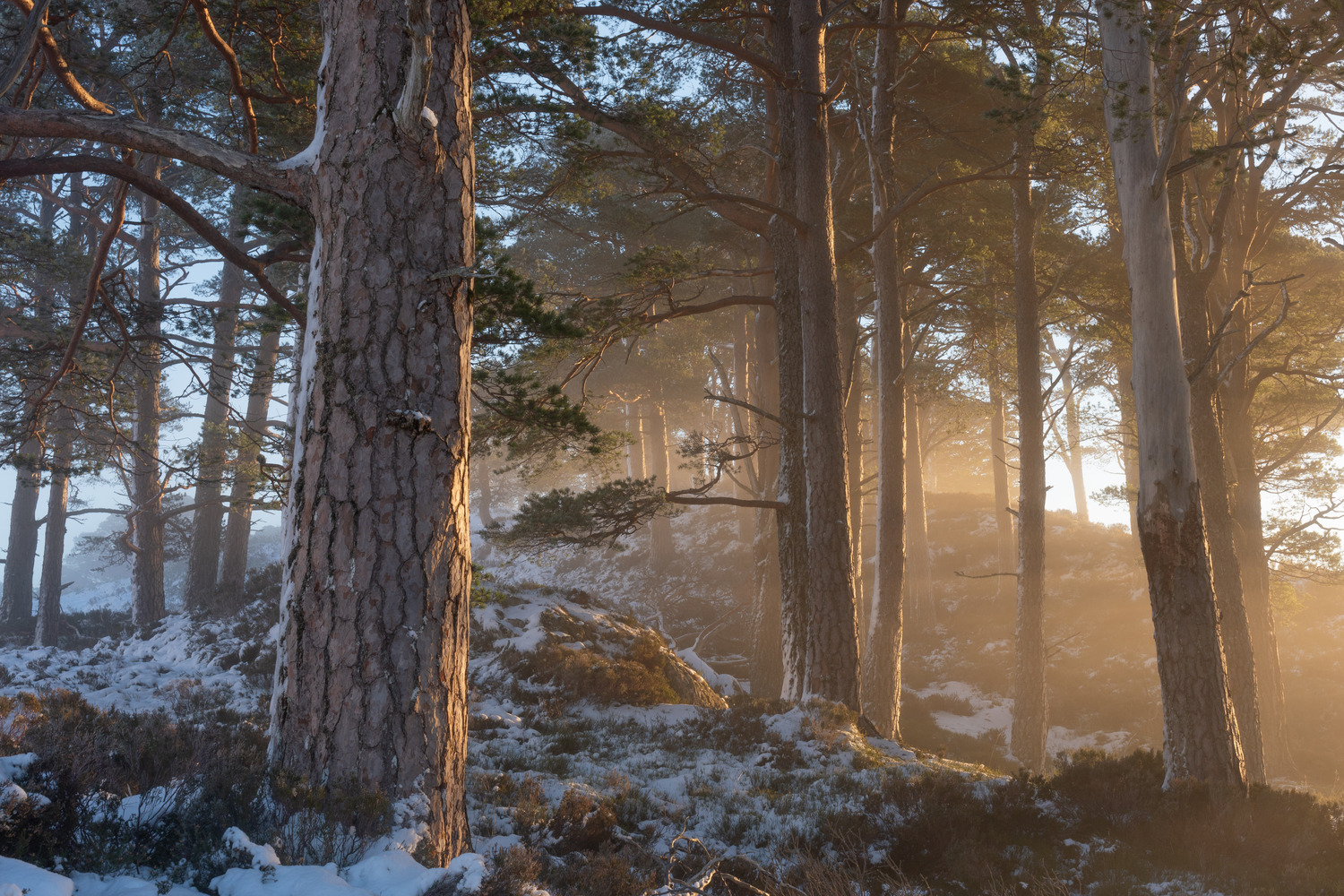 Wild Caledonia