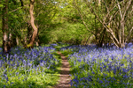 Bluebell Copse