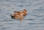 Gadwall