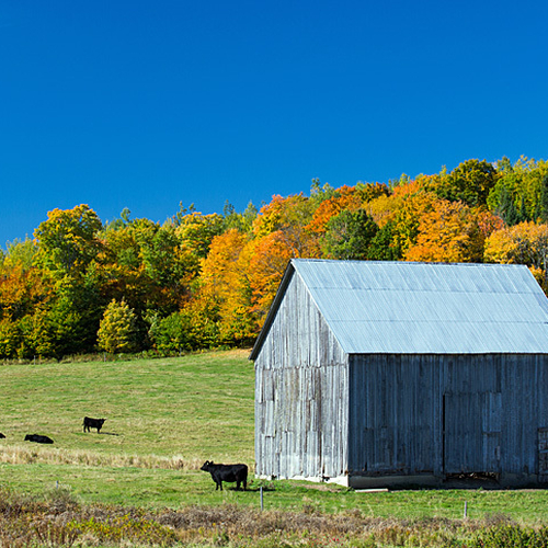 Cows take a noon hour rest near a barn on a clear autumn's day.