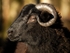 Sheep (03)