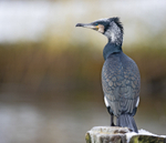 Cormorant - Phalacrocorax carbo
