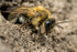 Andrena carantonica (f)