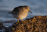 Purple Sandpiper on the rocks