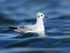 Bonaparte's Gull, side-on, Farmoor Reservoir