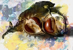 Conker in Patel Colour