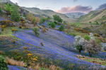 Rannerdale Bluebells