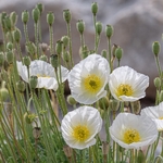 Alpine poppy (Papaver alpina )