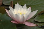 White Water Lily