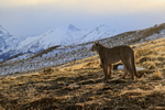 Female Puma Dania, snowy mountains landscape, Torres del Paine, Chile