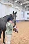 Class 6 - BSHA In Hand Racehorse to Show Horse portfolio